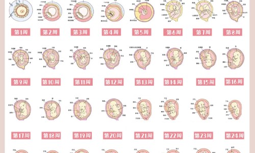 怀孕可以吃豆苗吗？怀孕吃什么比较好